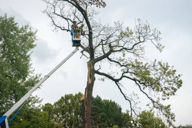 How Our Tree Care Process Works  in  Englewood, FL